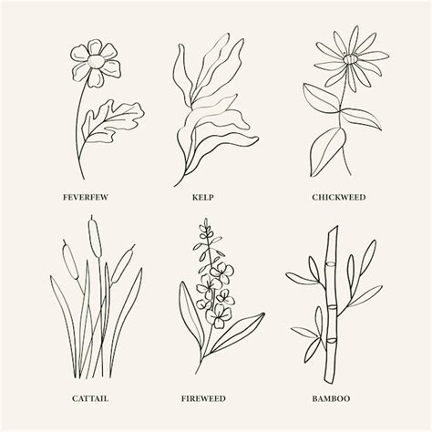 terrestrial plants drawing|Master The Art Of Drawing Plants: Techniques, Styles, And .